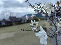 歷史重要之地仙巖園