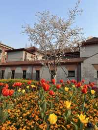 Historical University in Shanghai is blooming beautifully 