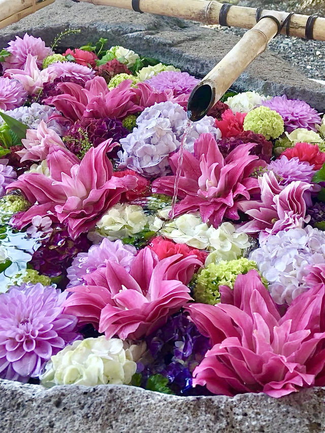 Spring Outing: Chitose Shrine🌸