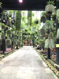 สวนนงนุช ที่เที่ยวพัทยาน่าไป