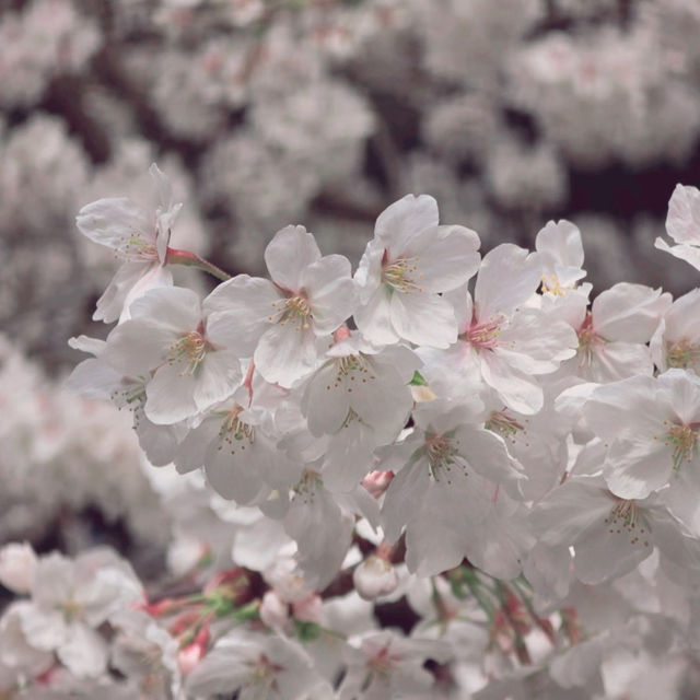 지금 가야하는 제주시 벚꽃명소🌸