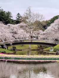 Cherry Blossoms in Full Bloom at Hamamatsu Flower Park