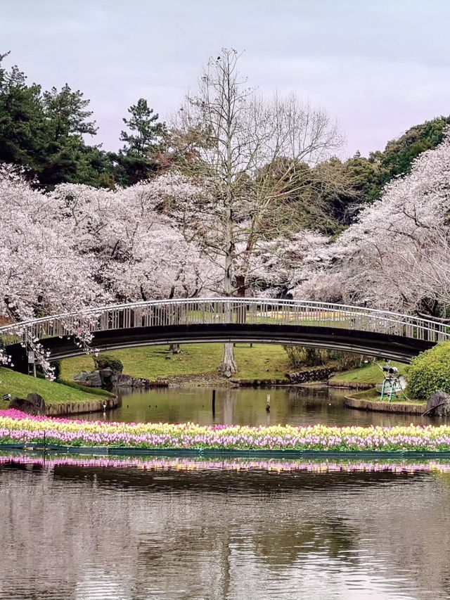 Cherry Blossoms in Full Bloom at Hamamatsu Flower Park