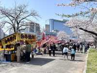 【大阪府】造幣局の桜の通り抜け2025