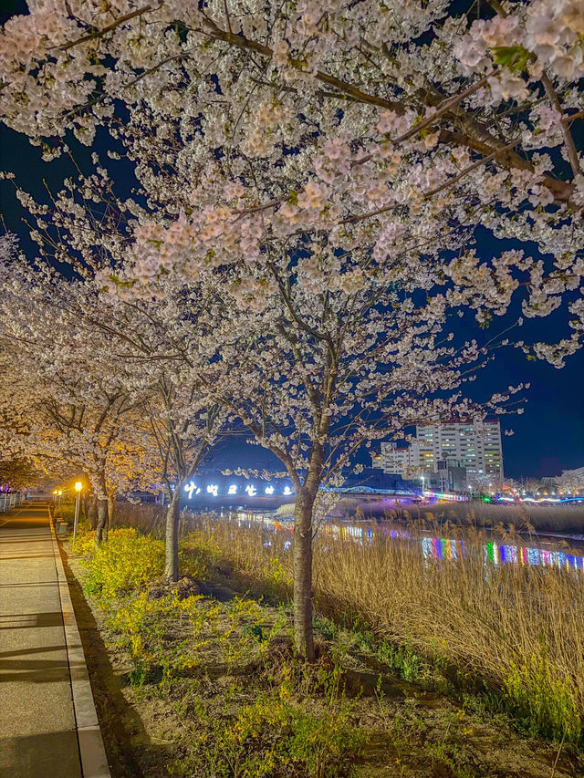전남 보성 봄에 가기좋은 벚꽃명소