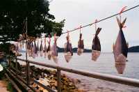 A Hub of Disappeared Industries in Peng Chau