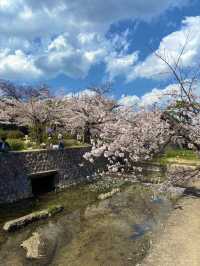 【夙川河川敷緑地｜桜の名所100選に選ばれた、春だけの絶景さんぽ道🌸】