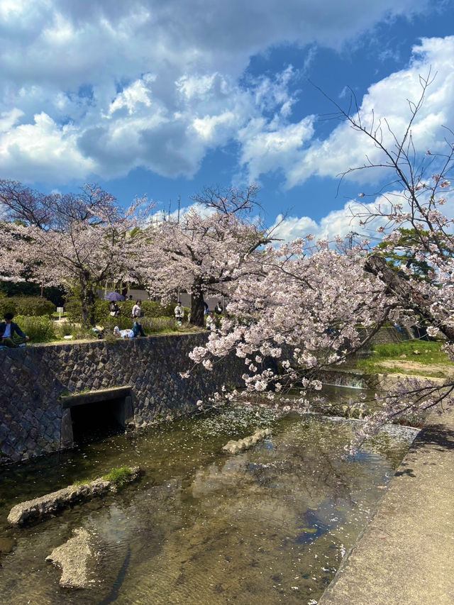 【夙川河川敷緑地｜桜の名所100選に選ばれた、春だけの絶景さんぽ道🌸】