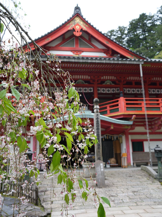 【石川×那谷寺】朱色の鮮やかな華王殿 両脇のしだれ桜が素晴らしい