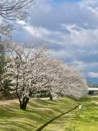 【福岡観光】桜パトロール