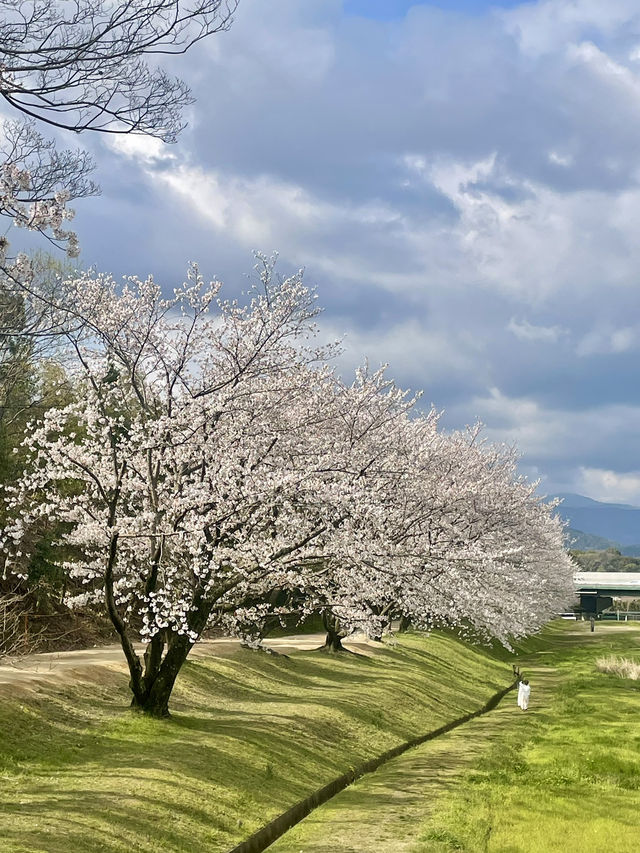【福岡観光】桜パトロール