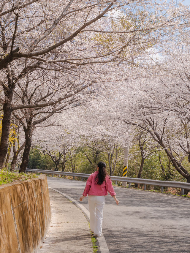 아직 알려지지 않은 십리벚꽃길