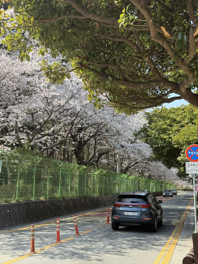 벚꽃 여행 코스 추천