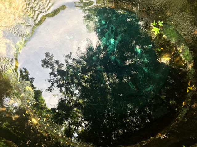 まるでジブリの世界…！透明すぎる湧き水と癒しの森さんぽ「柿田川湧水群」🫛💖