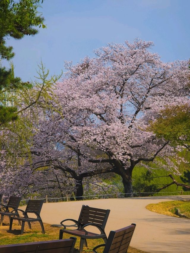 🌸 우연히, 봄의 절정을 마주했는데 아무도 몰라요!