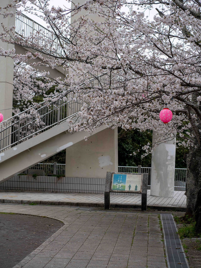 太田山公園で桜の美しさを堪能🌸