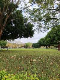 金黃花海迎春光，廍子公園黃花風鈴木花季盛宴。