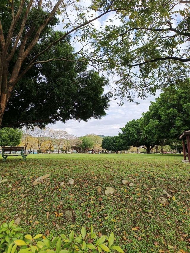 金黃花海迎春光，廍子公園黃花風鈴木花季盛宴。