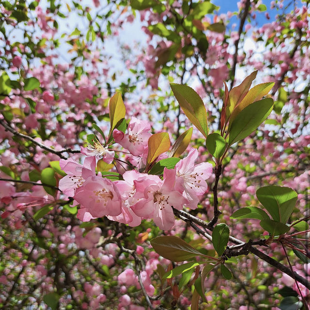沼平公園 Zhaoping Park
