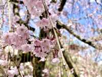 1 full day Solo trip in Narita Japan