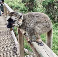 Lemur Island｜看狐猴的最佳地點之一