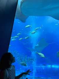  Okinawa Churaumi Aquarium 