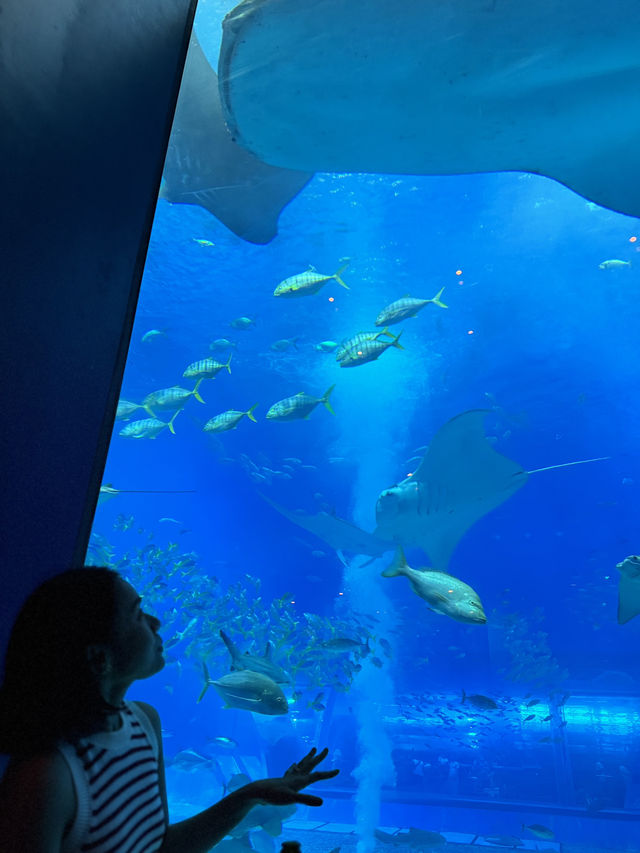  Okinawa Churaumi Aquarium 