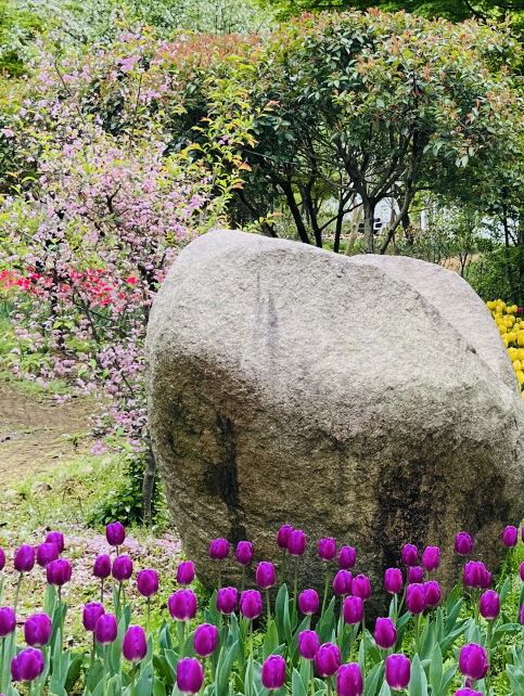 Haneulbit Arboretum: An April Tulip Paradise