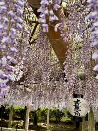 Wisteria in Full Bloom at Teishoji Temple