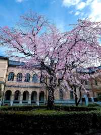 Kyoto Prefectural Office Old Building — A Hidden Cherry Blossom Sanctuary