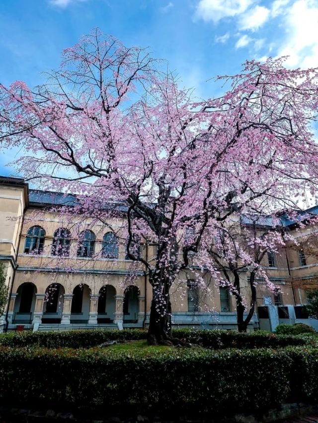 Kyoto Prefectural Office Old Building — A Hidden Cherry Blossom Sanctuary