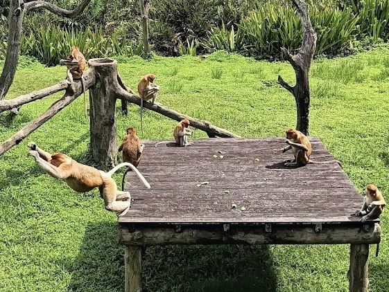 🐒 Proboscis Monkey Party at Labuk Bay: Big Noses & Jungle Vibes! 🌿