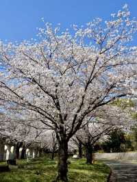 荒子川公園-綿延不斷的櫻花樹，形成了一條壯觀的櫻花道