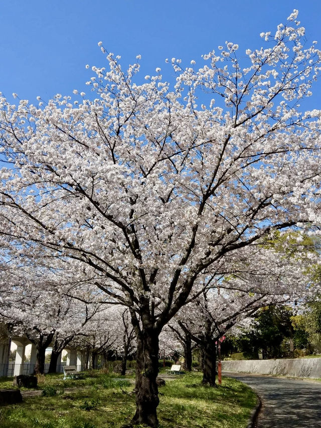 荒子川公園-綿延不斷的櫻花樹，形成了一條壯觀的櫻花道