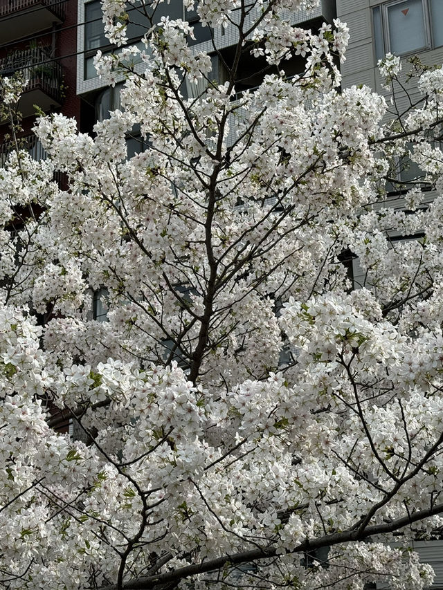 大阪｜大阪天滿橋中大江公園的櫻花