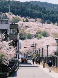 🌸 Kansai Sakura Trip | Missed Kyoto? Head to Shiga’s Lake Biwa Instead!