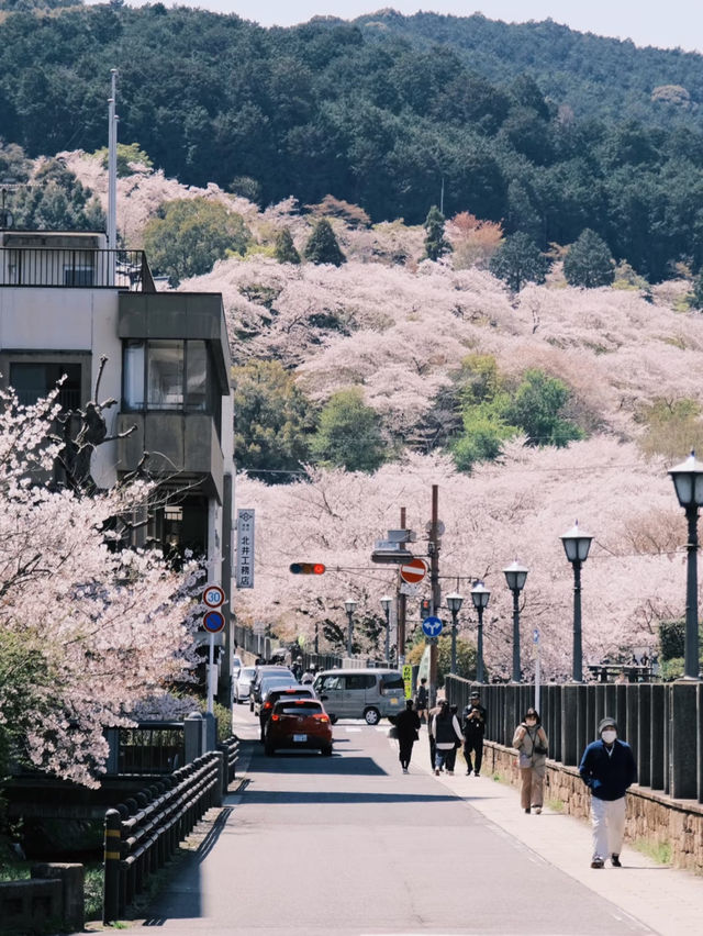 🌸 Kansai Sakura Trip | Missed Kyoto? Head to Shiga’s Lake Biwa Instead!