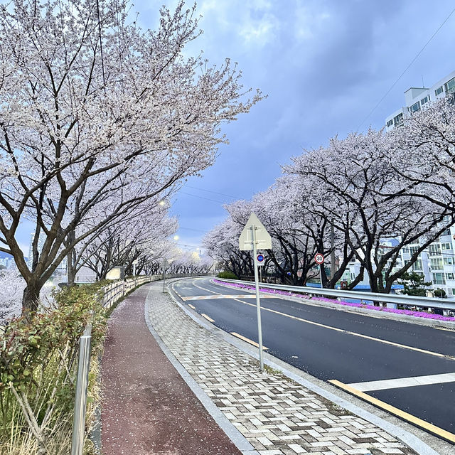밀양 벚꽃놀이🌸