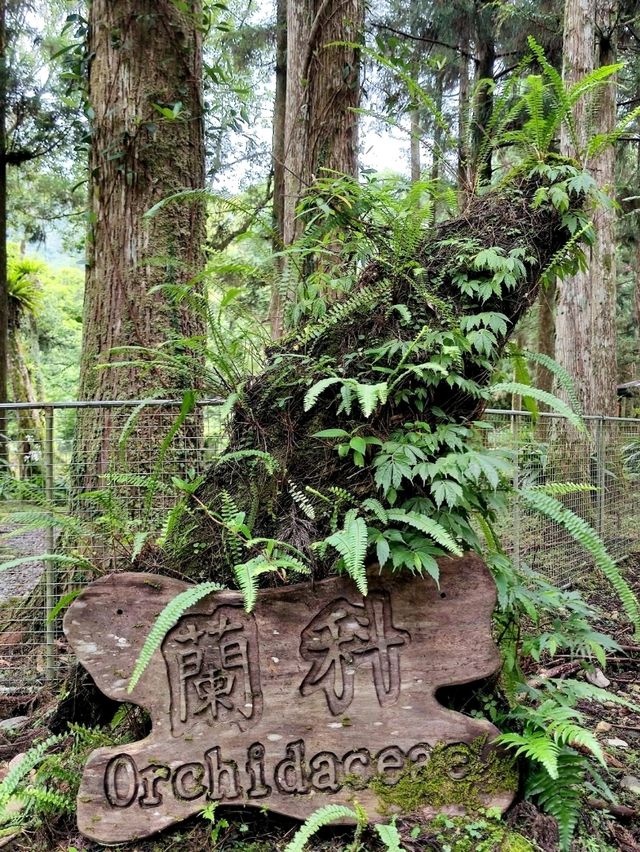 #福山植物園-新北市烏來區