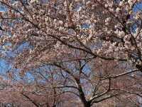 Springtime Reverie: Cherry Blossoms by Otaru's Canal