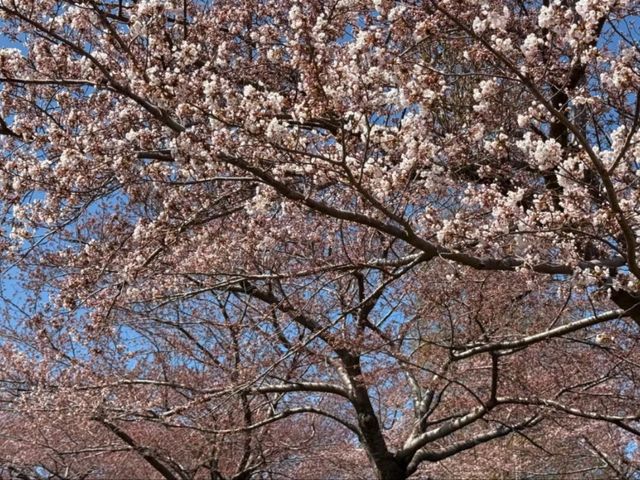 Springtime Reverie: Cherry Blossoms by Otaru's Canal