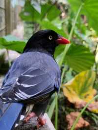 #鳳凰谷鳥園生態園區-南投縣鹿谷鄉