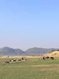 จับแพะขนแกะ ท้ายเขื่อนปราณบุรี
