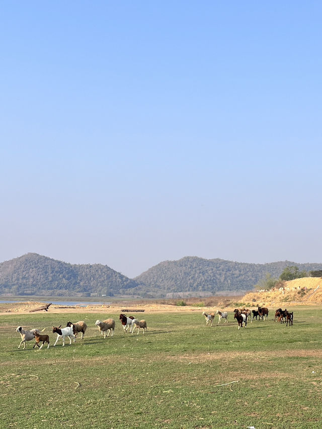 จับแพะขนแกะ ท้ายเขื่อนปราณบุรี