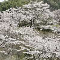 鹿兒島四日快閃追櫻