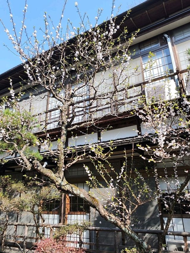來日本 選對季節 處處是櫻花