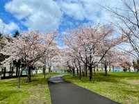 札幌農試公園，市民賞櫻踏青的農業試驗園區