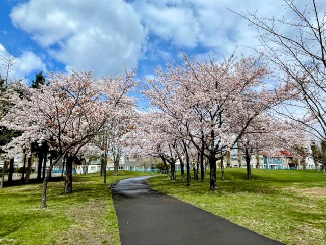 札幌農試公園，市民賞櫻踏青的農業試驗園區