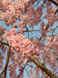 河口湖櫻花🌸與富士山同框