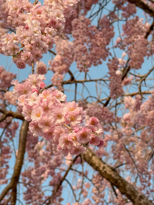 河口湖櫻花🌸與富士山同框